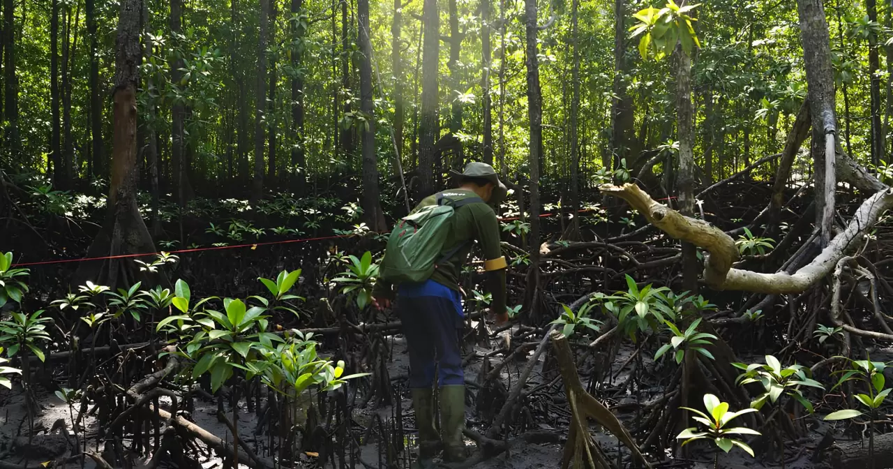 Pengukuran Karbon di Mangrove