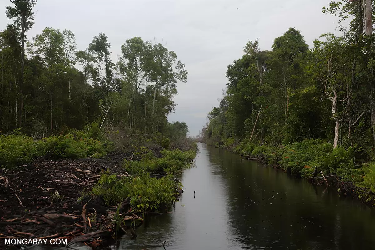 Pengelolaan Kawasan Gambut