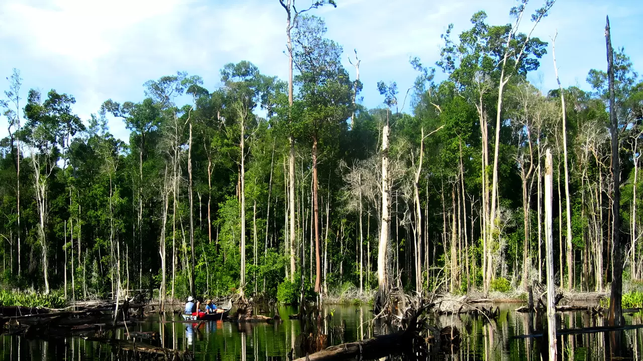 Pengukuran Karbon di Lahan Gambut