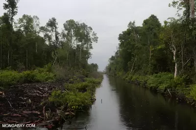 Pengelolaan Kawasan Gambut